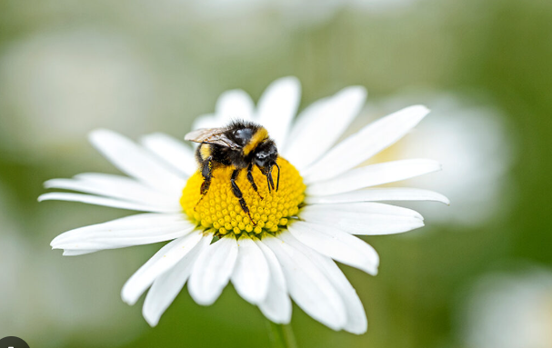 Thema bloemen en bijen-letters en cijfers