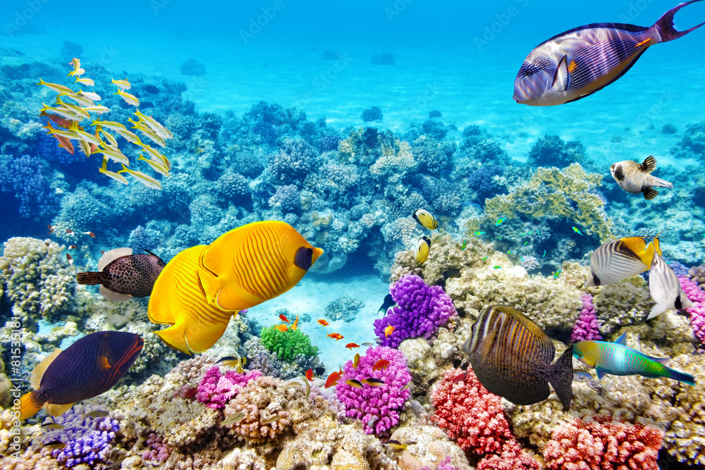 Foto's thema de onderwaterwereld