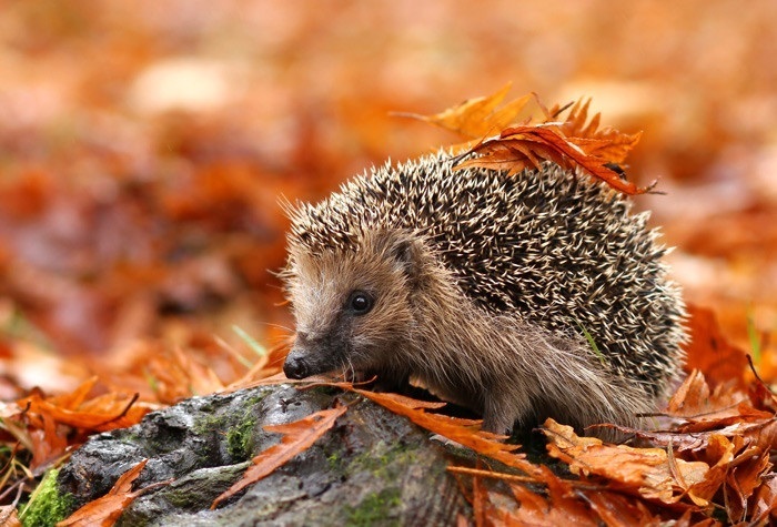 Foto's Pippa en de vermiste egel 🦔 🍁