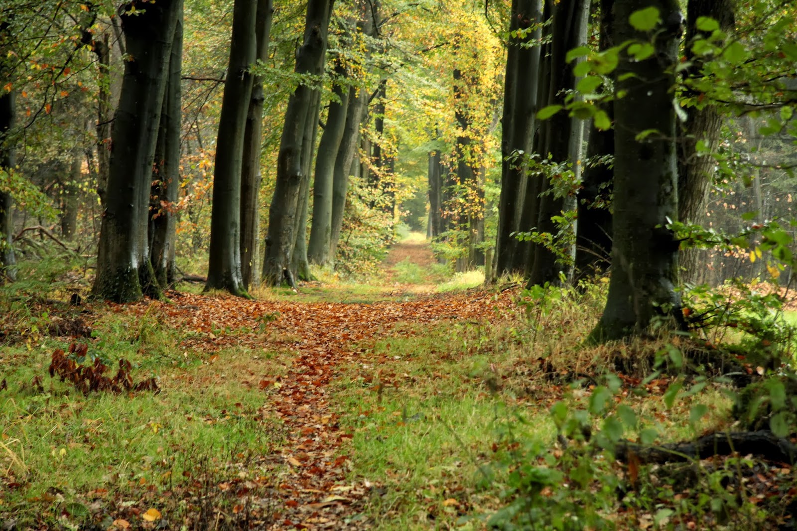 Uitstap naar het bos!