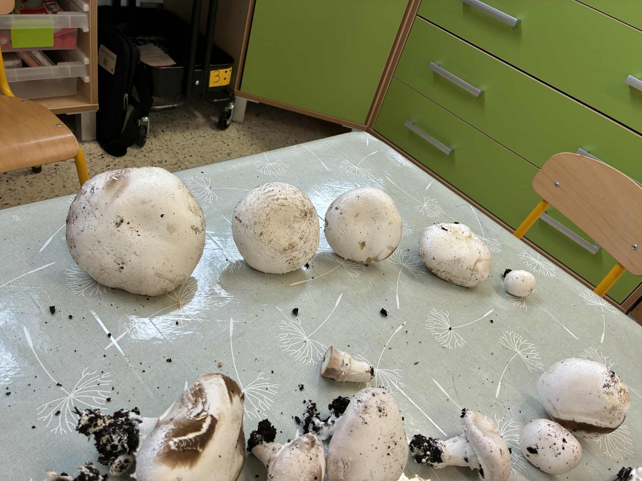 MOS Handzame - champignons kweken