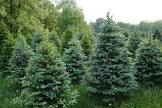 🌲 Kerstmis 🌲