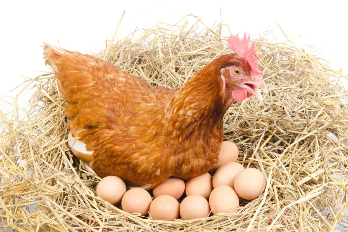 Foto's - thema de kip en ei  🐓🥚