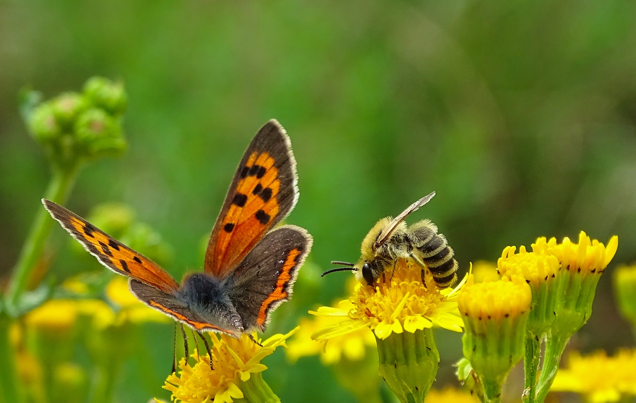 Foto's bloemen, bijtjes en kriebeldiertjes  🌷🐝 🐞!