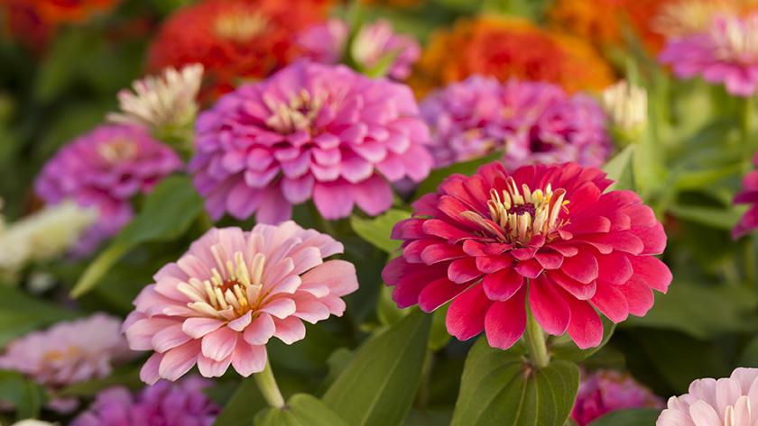 🌸 Bloemen 🌸