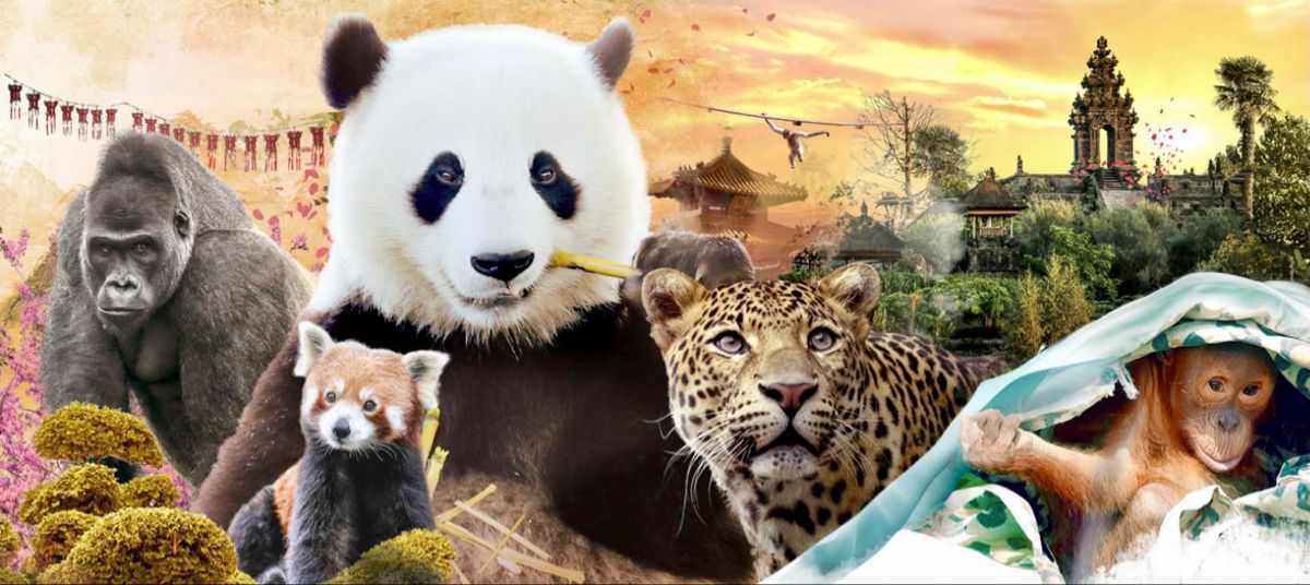 Schoolreis Pairi Daiza