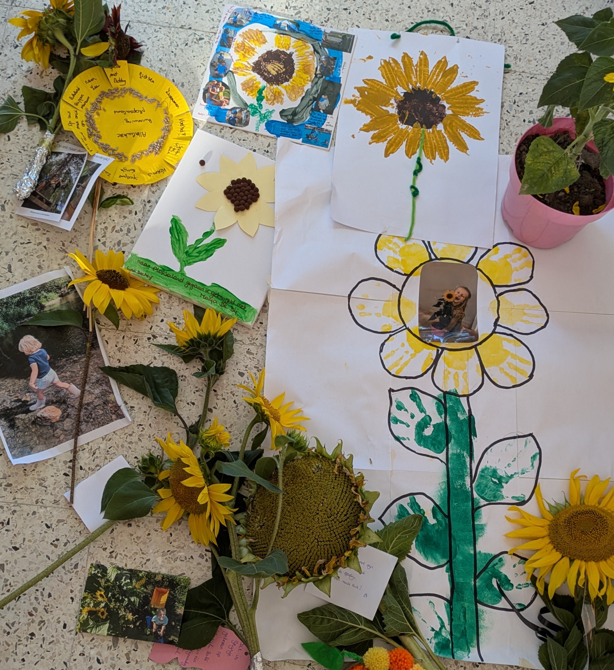 Een zonnebloem in klas...