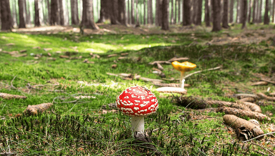 Uitstap naar het bos