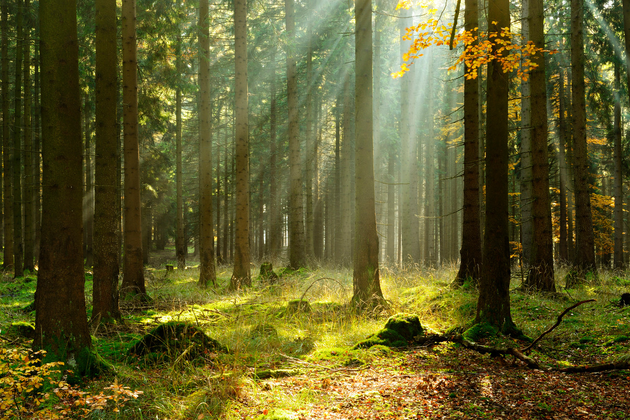 Schatten van het bos