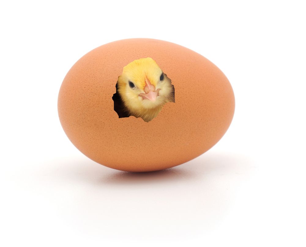 Foto's - Thema Kip en Ei